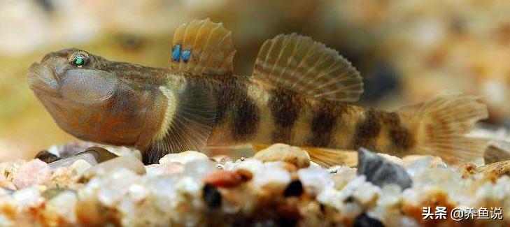 清理鱼缸污渍小妙招,清理鱼缸污垢最好的方法