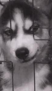 守身如玉20年，“第一次”竟然给了一只狗