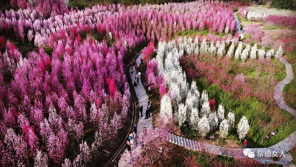 桃花源又见桃花开,盛景等君来,你若不来、花为谁开?