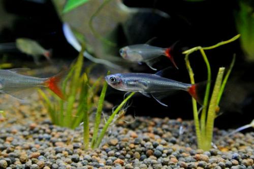 鱼缸绿水可否直接养刚开口的鱼苗,怎样才能把鱼缸里的水养成嫩绿水