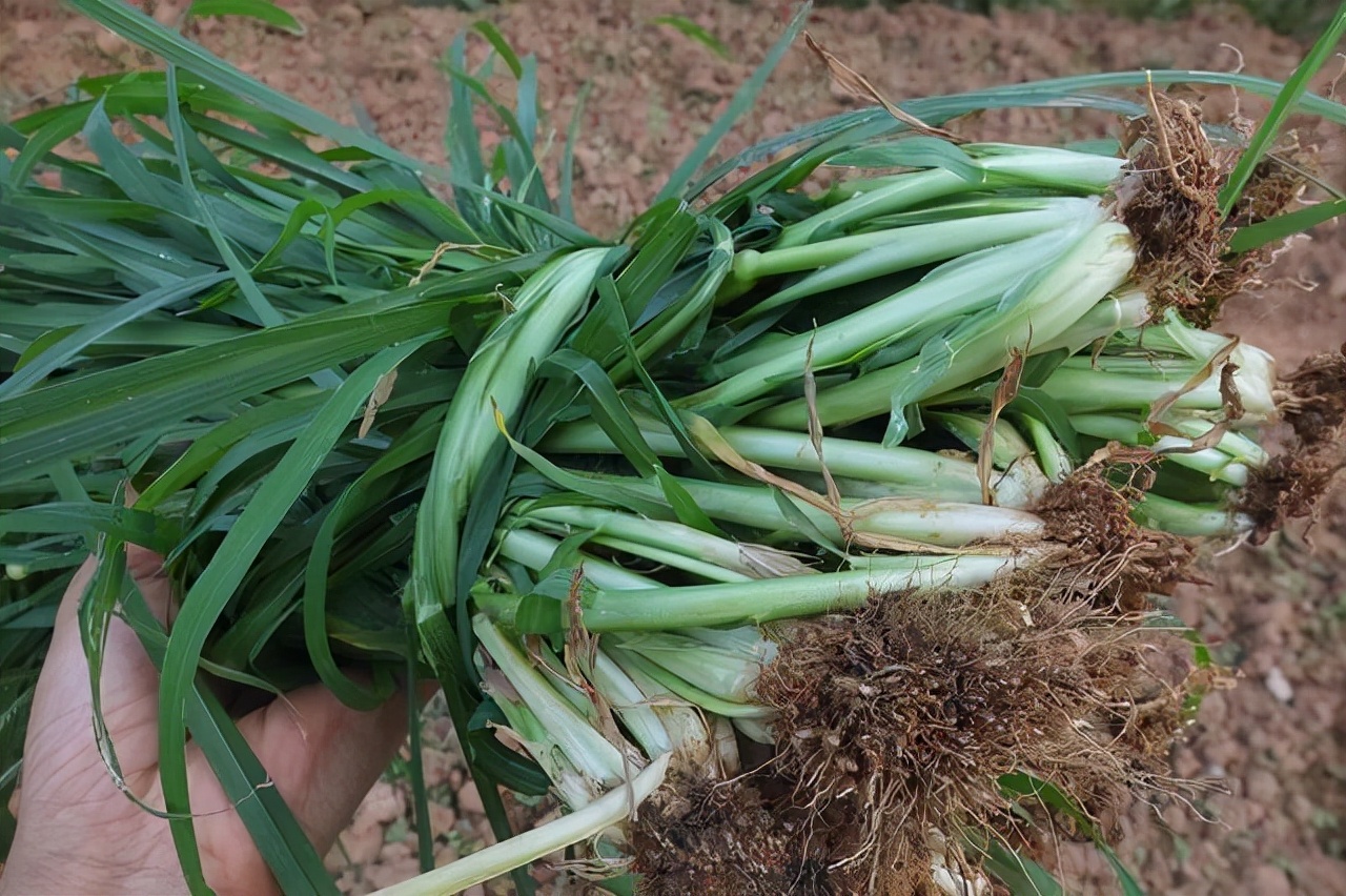 小时候经常见又叫不上名字的植物,一些常见的能吃的植物名称