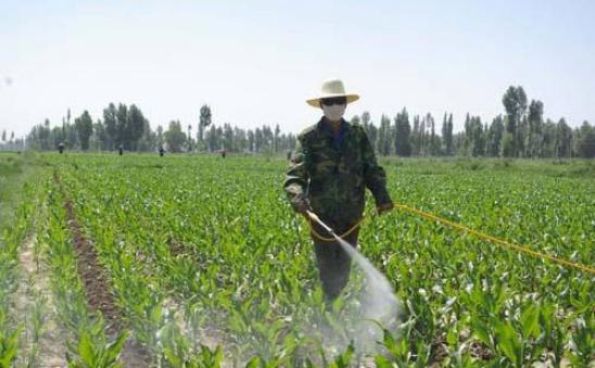 玉米矮花叶病是什么原因,玉米植株矮