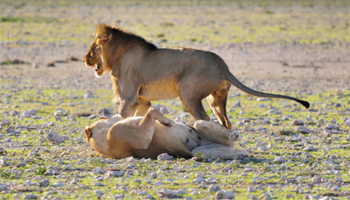 神奇的“丁丁骨”在哪里？人类“那方面”是进化了，还是退化了？