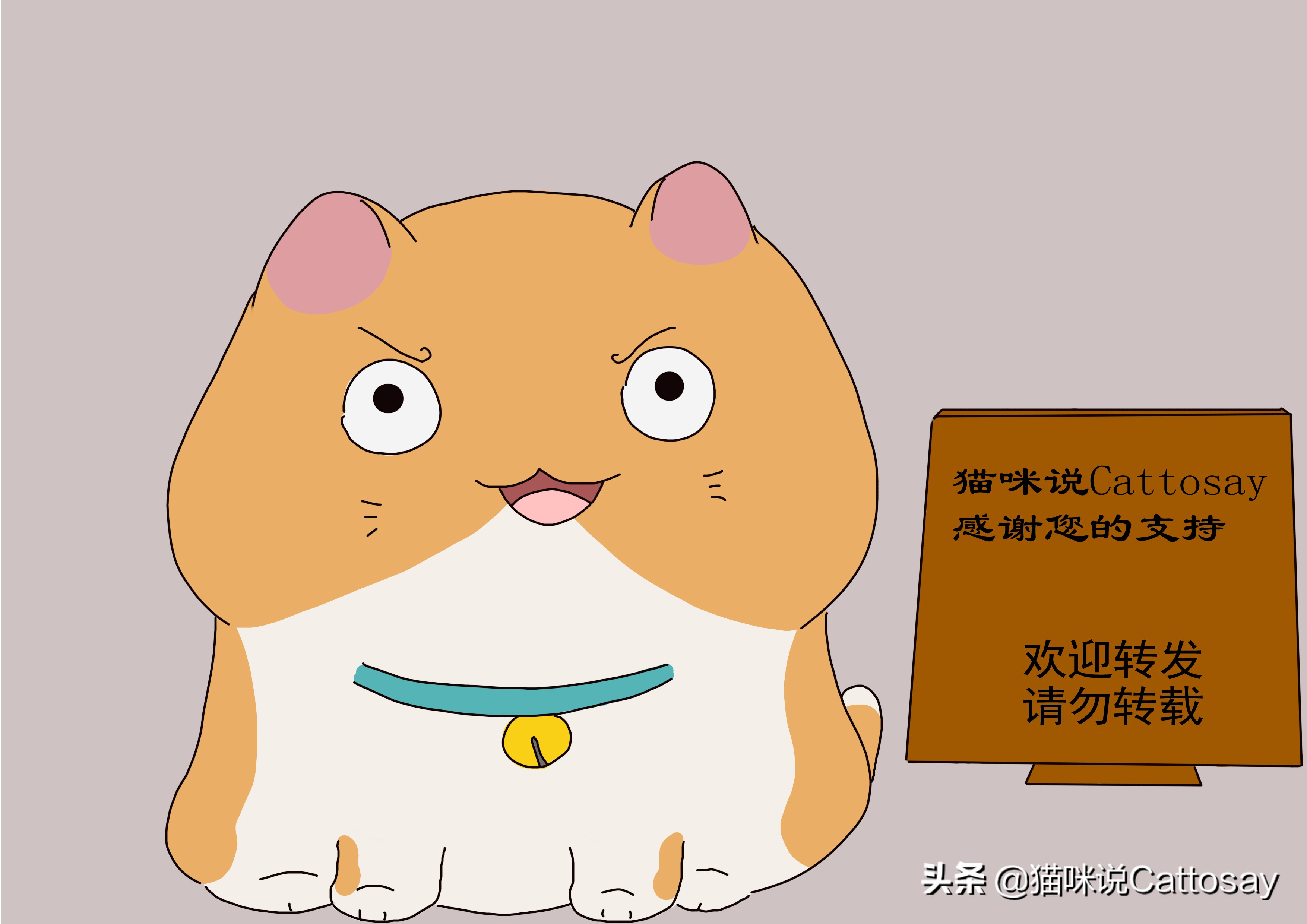 家猫为什么变得像野猫了,家猫为什么喜欢咬新猫