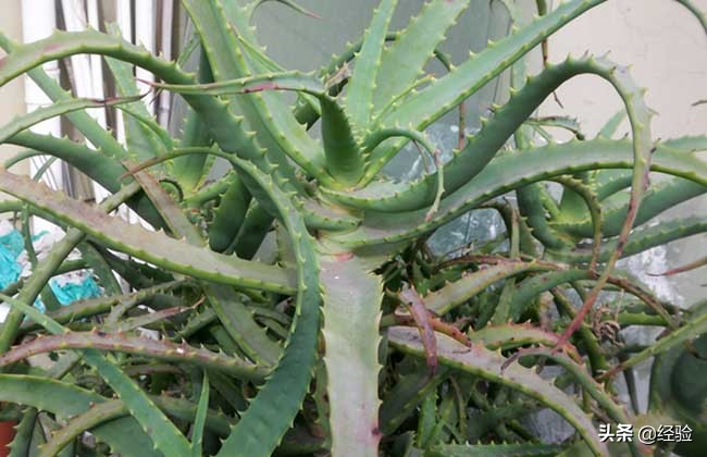 木立芦荟的养殖方法,木立芦荟医疗价值