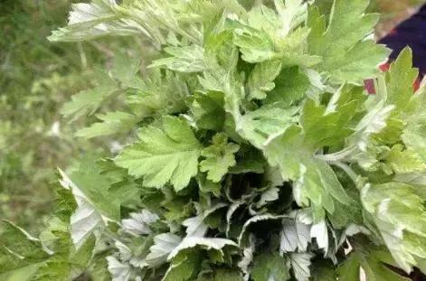 武穴又到挖野菜的时候了，江边好多人都在挖野菜，你吃了吗？