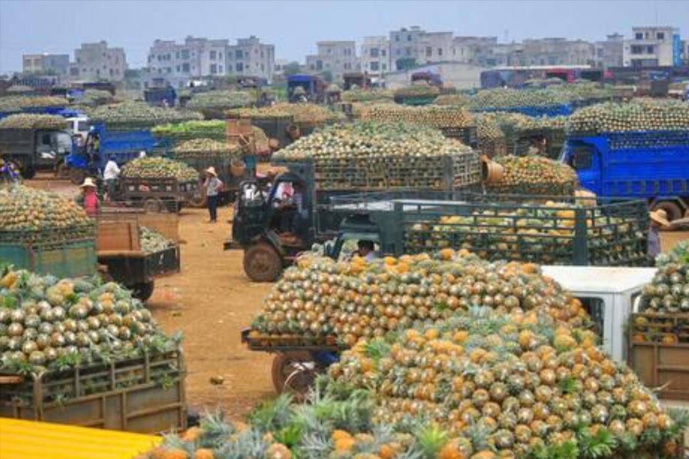 价格直逼猪肉，广东柠檬成“精”了，我是你泡不起的柠檬