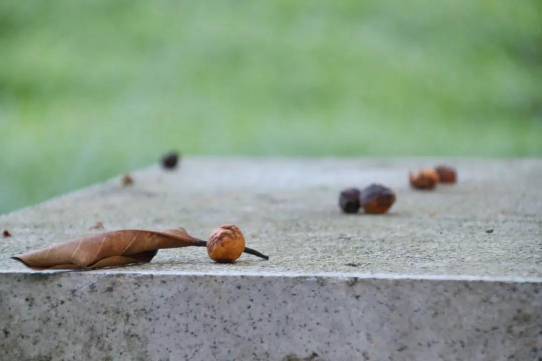 静谧角落香云纱,静谧角落视频