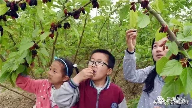 贵港周边哪里有摘桑葚,贵港附近桑葚园在哪里