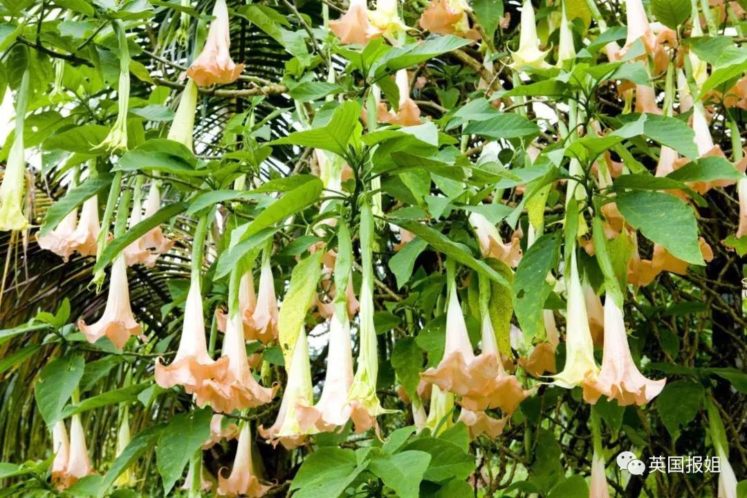 中国女生菲律宾被抓,菲律宾中国女游客被抓