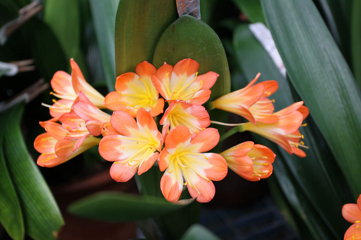 君子兰病虫害有哪几种,君子兰常见病虫害