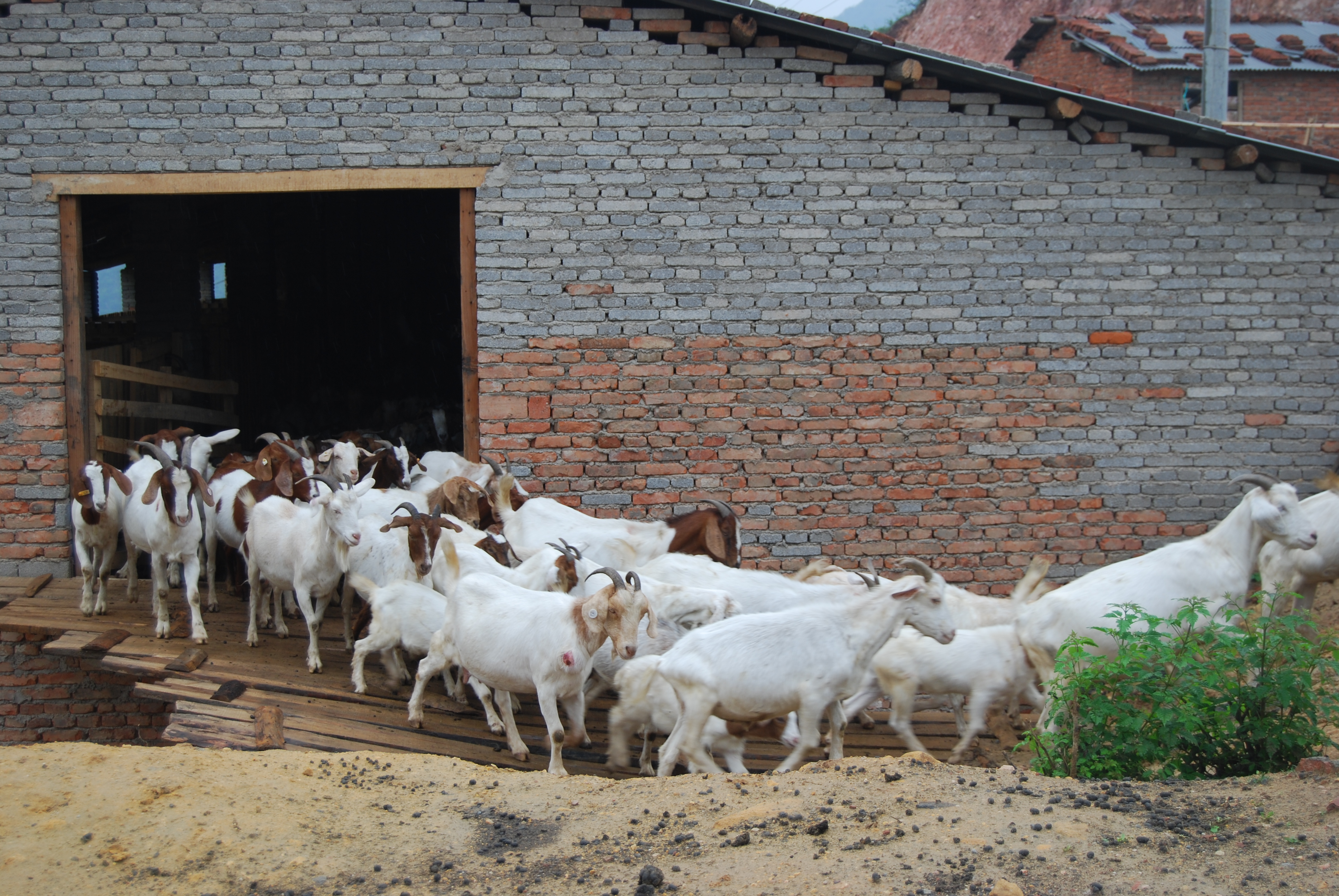 农村养殖一年利润10万元以上项目,农村小成本养殖项目有哪些