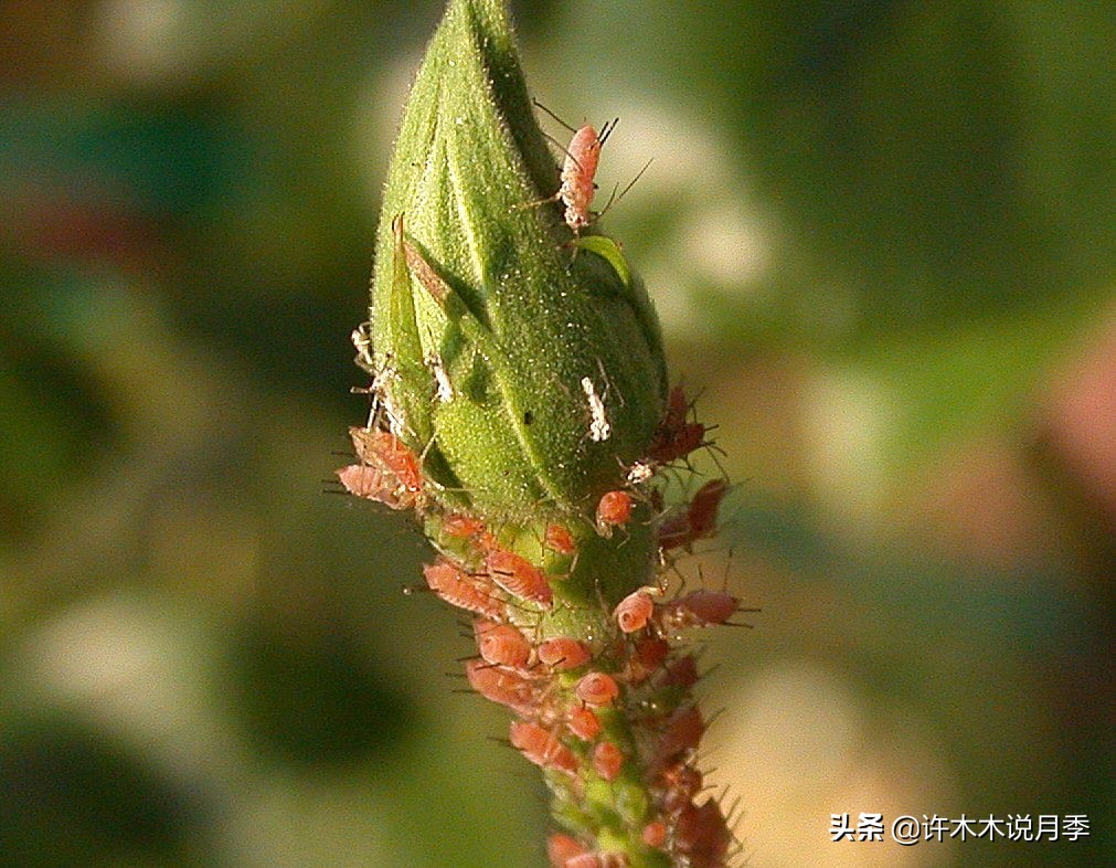 月季病害通用药,月季病害的必备药物