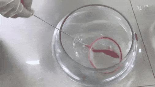 冻死的鱼解冻还会活吗,被冻在冰块里的鱼又活了