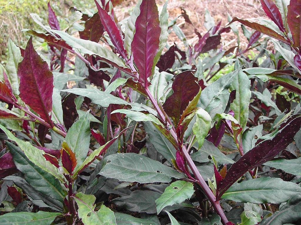 叶菜品类表,叶菜类一览表