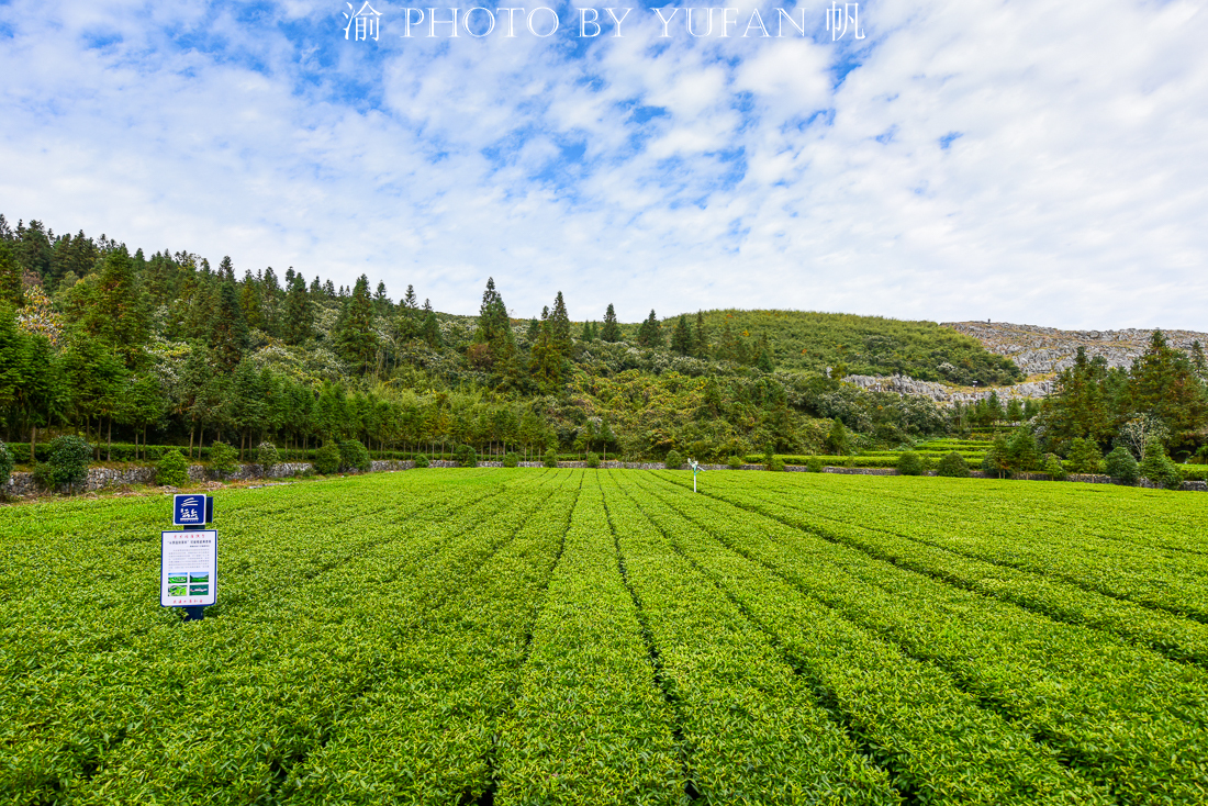 湖南省益阳市安化县特产黑茶,湖南安化县世界黑茶之都