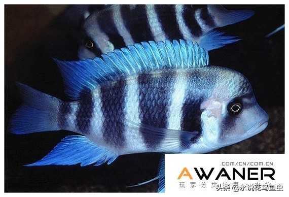 慈鲷鱼分类,慈鲷科鱼都是包括哪几种