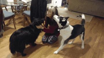 新手养狗怎样训练狗狗上厕所,幼犬如何训练狗狗定点大小便