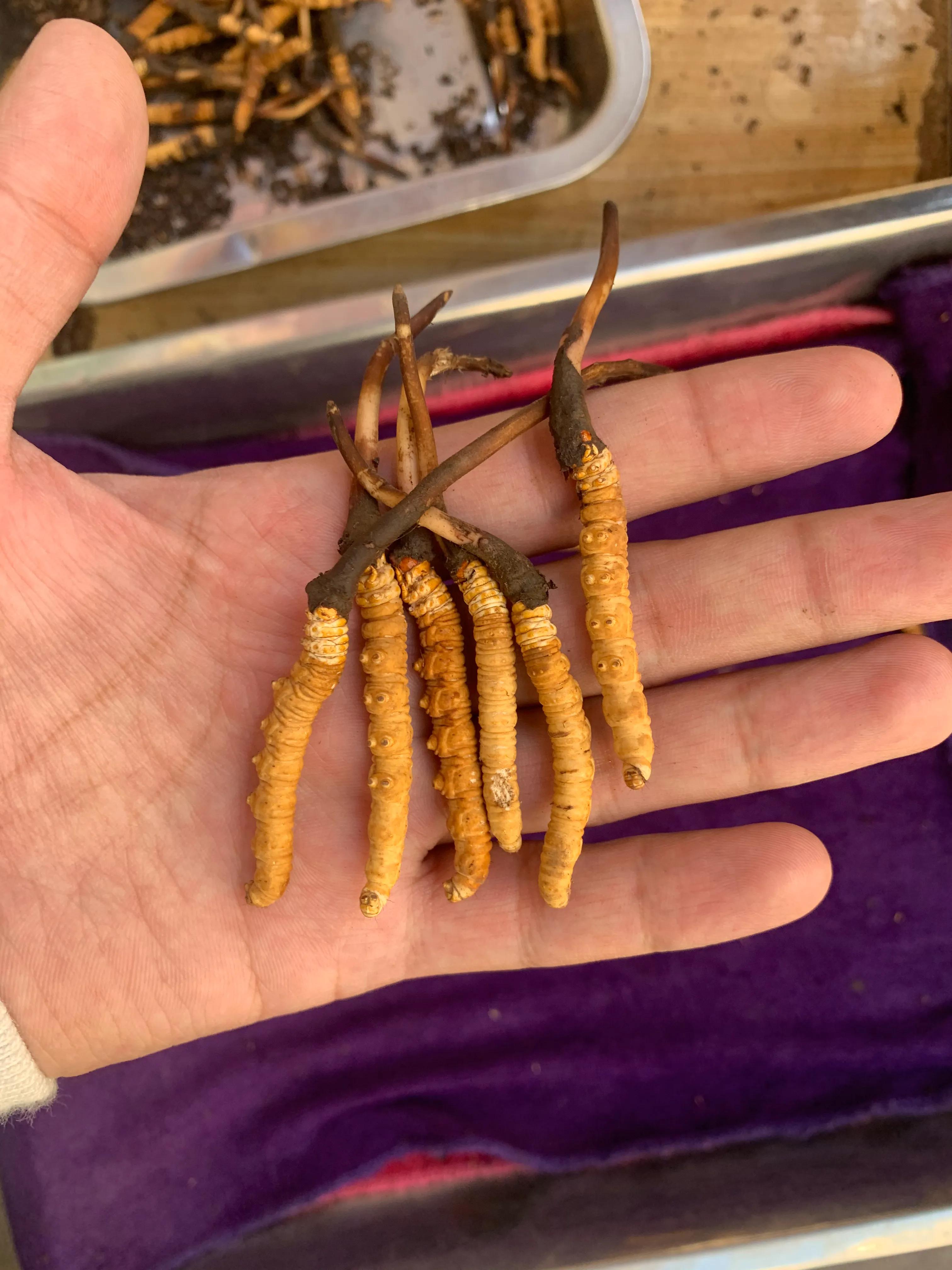 四川青海西藏冬虫夏草,青海果洛虫草新鲜冬虫夏草