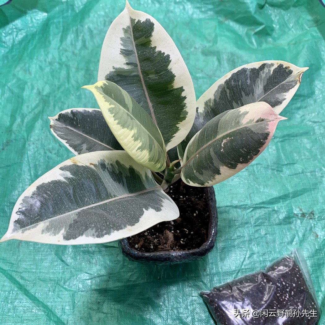 绿植盆栽橡皮树,绿金刚橡皮树花