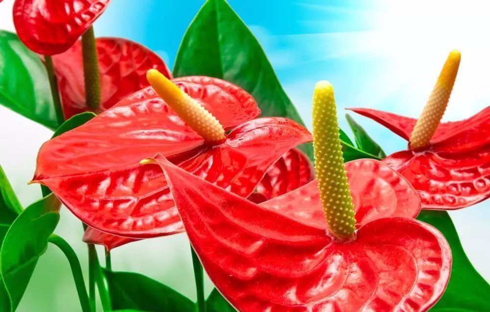 100种常见观叶植物图鉴史上最全,农村常见的100种植物