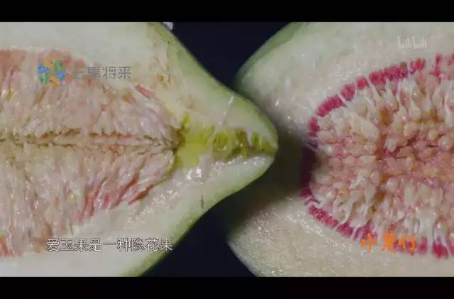 天然去雕饰的《水果传》，给你一场抵挡不住的水果饕餮