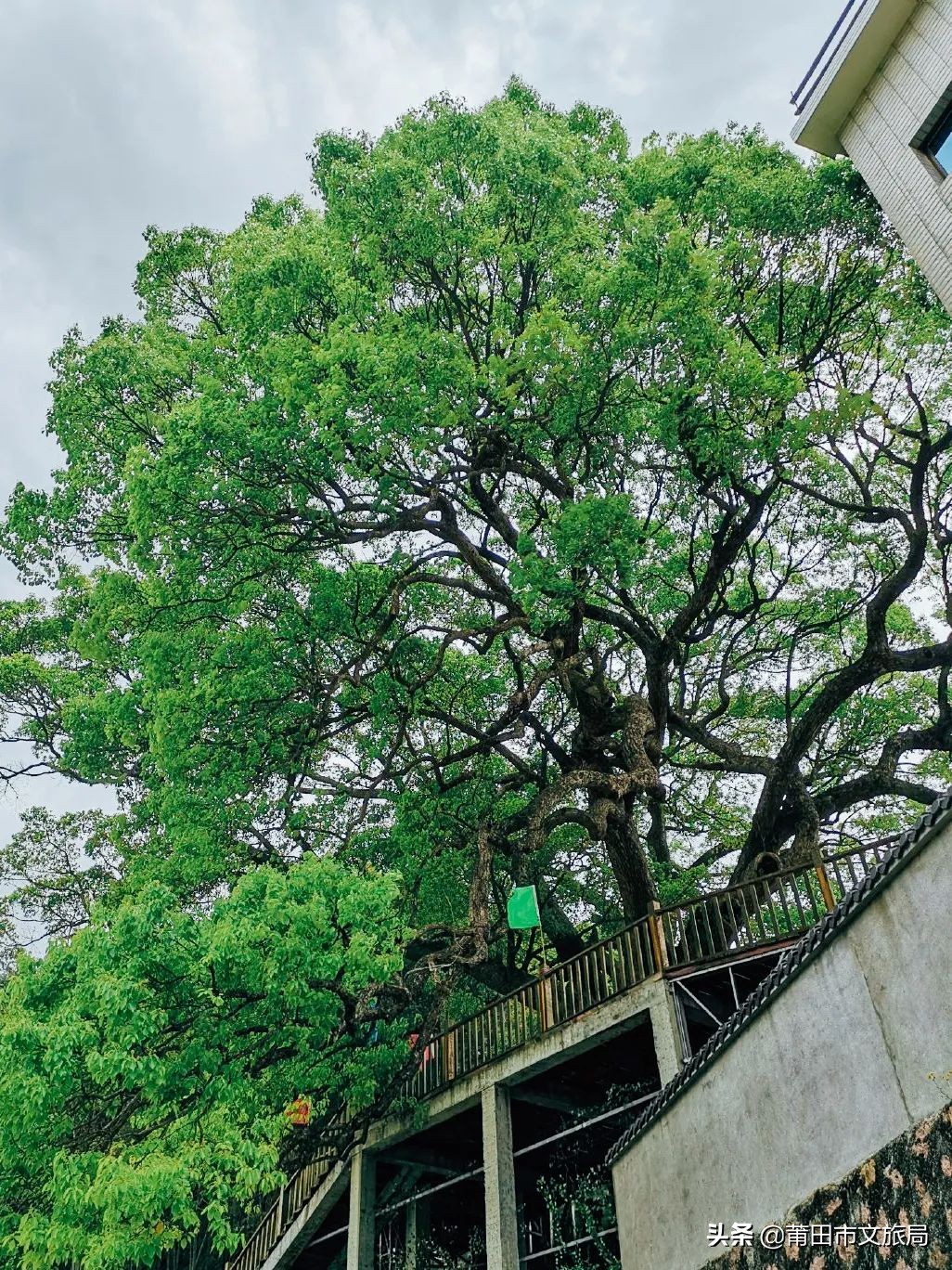 千年古樟树福建仙游,樟树千年古香樟