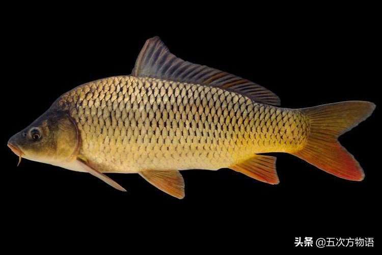 中国四大家鱼的视频,人们常说的四大家鱼