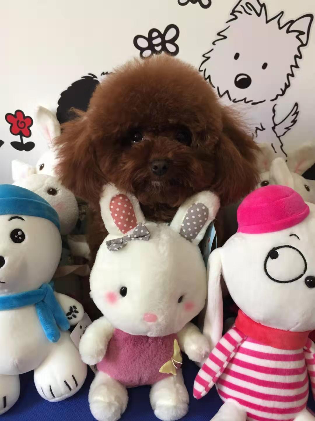 帮你选靠谱宠物猫,茶杯泰迪和超小体泰迪哪个好