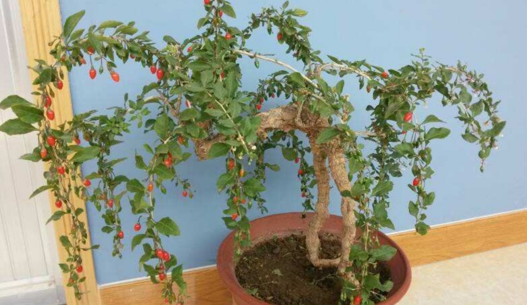 野采枸杞树怎么做盆景,怎么制作枸杞树盆景