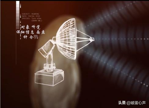 不期而遇:同猫头鹰的短暂邂逅,让我彻底爱上了这个小家伙