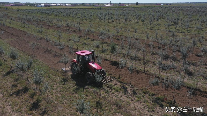 沙棘产业做得最好的地方,小沙棘大产业