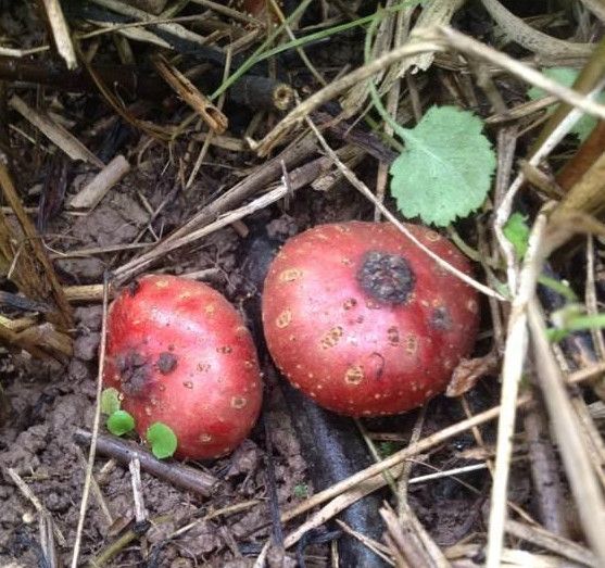 人称“地石榴”,儿时常挖来吃,如今20元一斤,又是炒作吗?