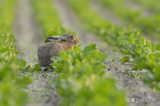 野兔偷吃大豆苗怎么办,种的黄豆野兔子老吃咋办