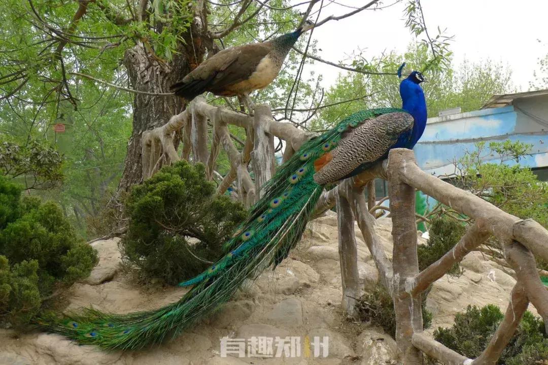 郑州市动物园开放,郑州市动物园什么时候去合适