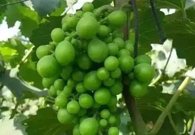 葡萄种植第一大虫害,葡萄种植六大坑个个要命