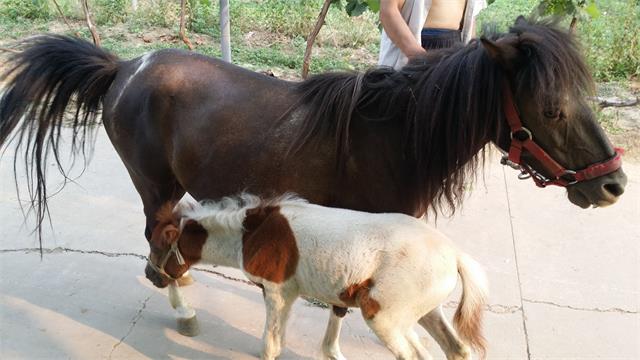 北京四季青西山采摘观光园,尽享采摘时光