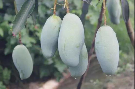 桂七香芒乃芒果之首,桂七香芒和凯特芒果哪个好吃