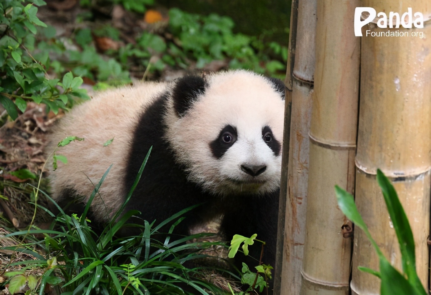 出彩“滚滚”|每一只熊猫都是潜力股......