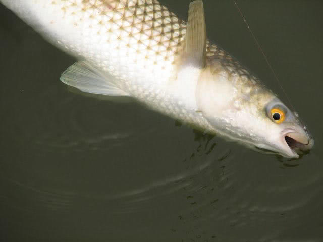 鲻鱼传统钓,鲻鱼大全