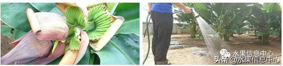 日本农业发达到什么程度?荔枝、香蕉、菠萝竟然用温室来种