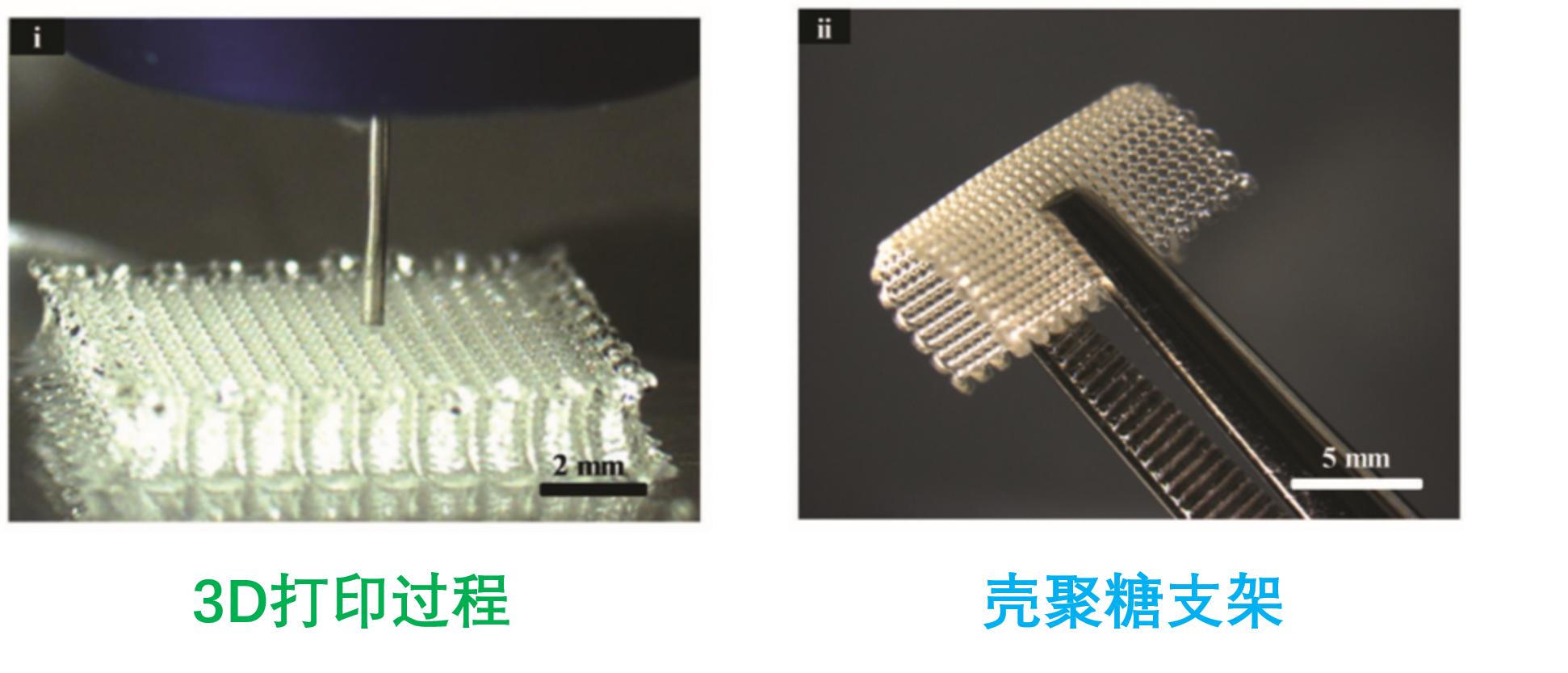 美食→生物材料|小龙虾和螃蟹→伤口敷料