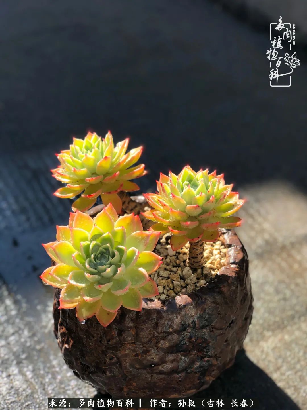 与多肉一起成长,与多肉相伴