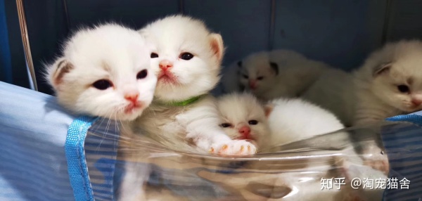 养一只布偶猫是什么感受啊,布偶猫好养吗有什么优点