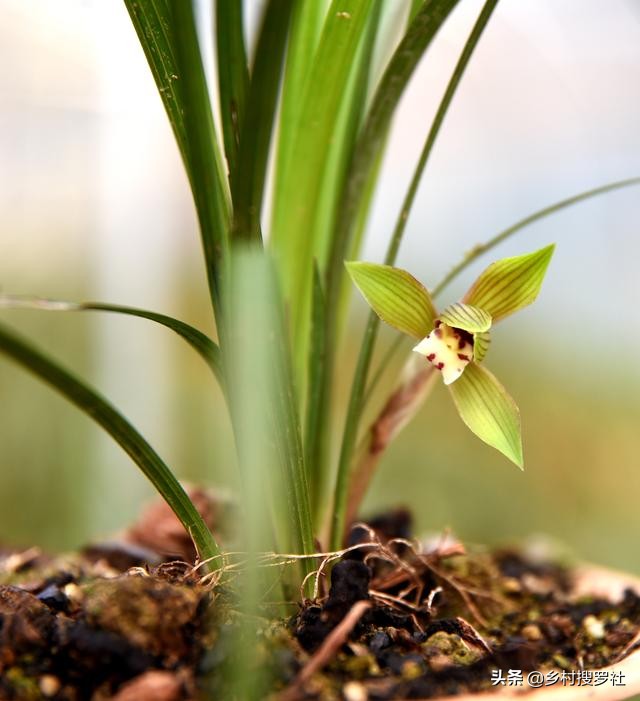兰花换盆时根系满盆怎么分苗,兰花换盆后怎么养才能长得更好