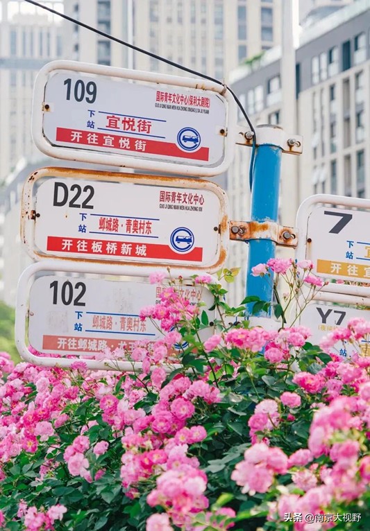 南京最美公交车路线,最美公交车南京