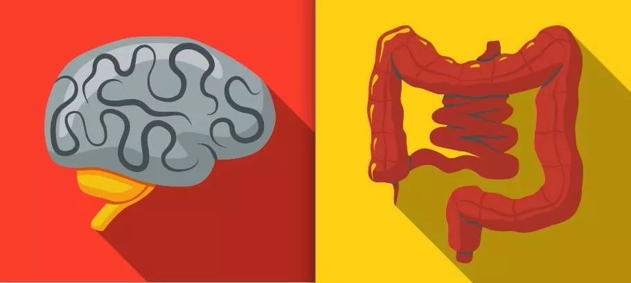 深入了解大脑,什么是肠脑轴