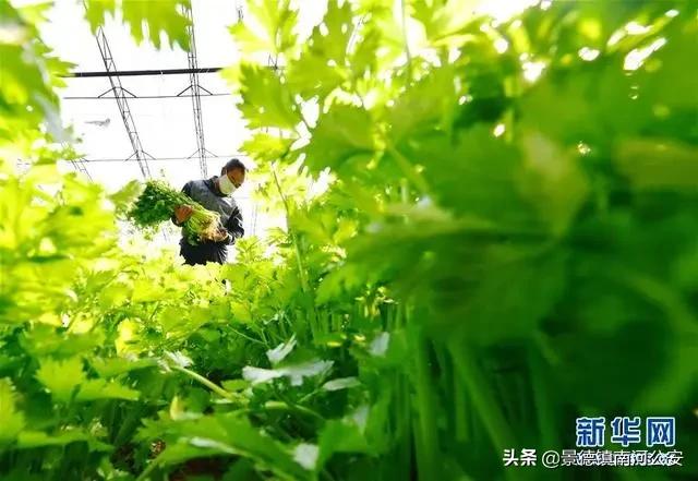 10元特价菜品,10元特价菜去哪里买