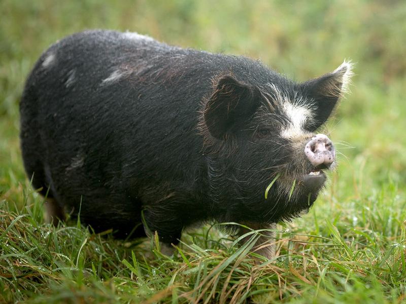 猪是蛇的克星图片,猪跟蛇谁最历害