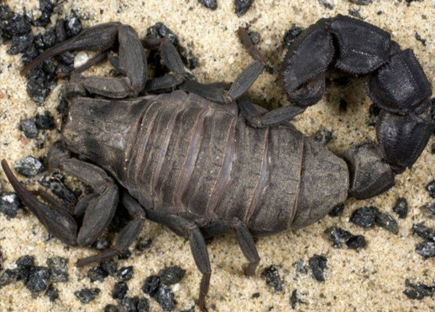 亲身经历——罗布泊里.最恐怖致命的三种存在